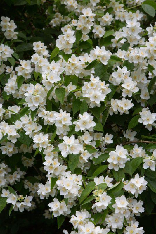 Enchanted Twilight Garden Wonders